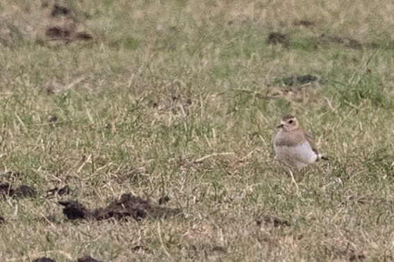 オオチドリ - ML646659784