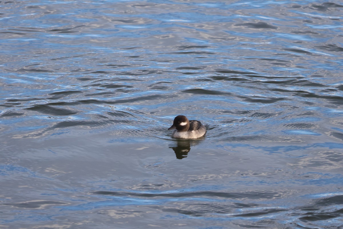 Bufflehead - ML646659785