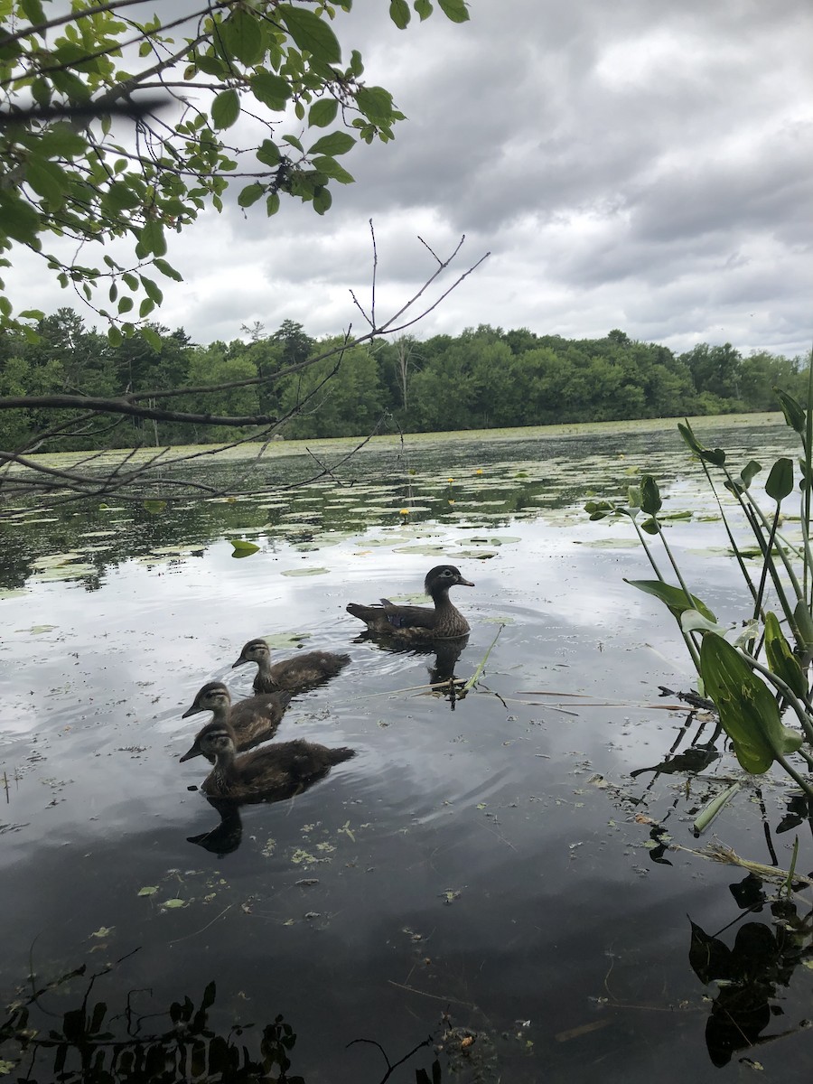 brudeand - ML646659787