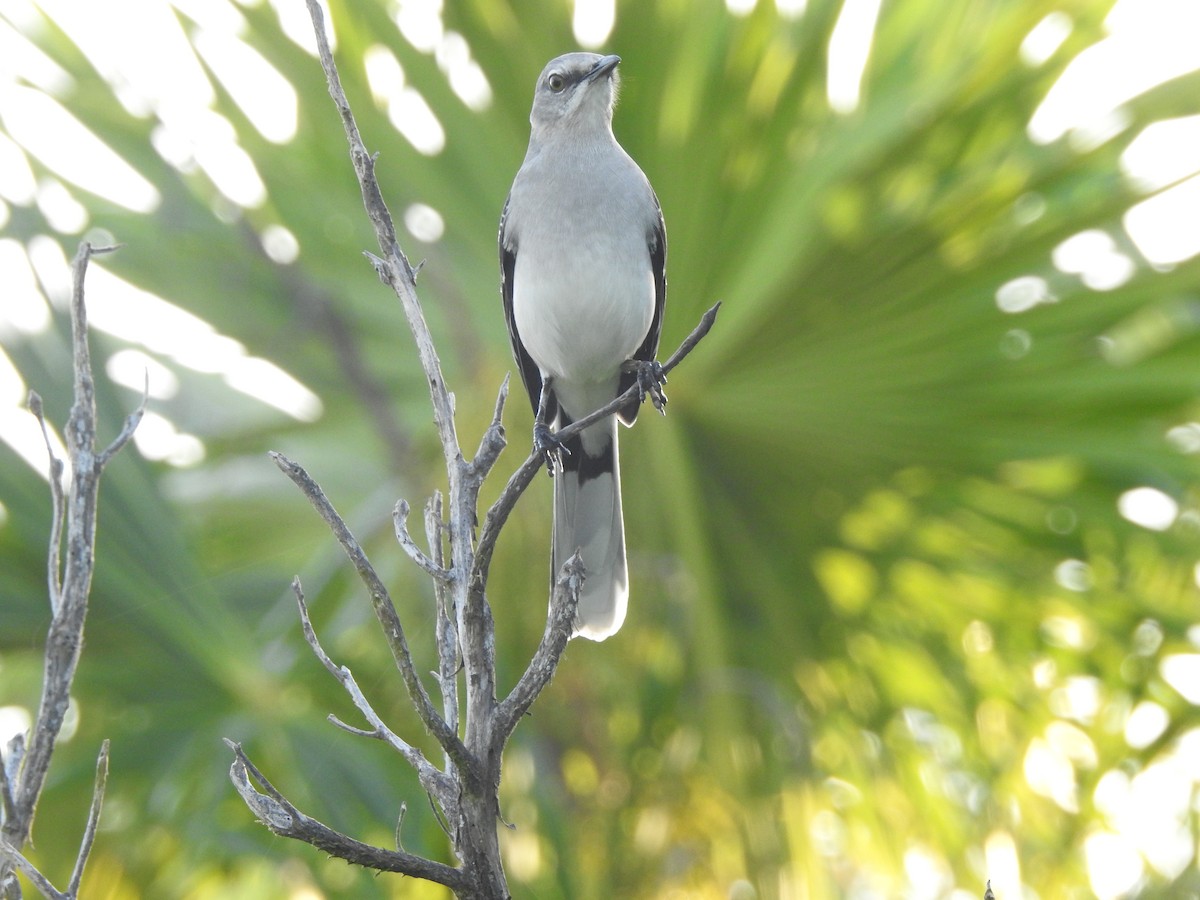 Tropikal Taklitçi - ML646659788