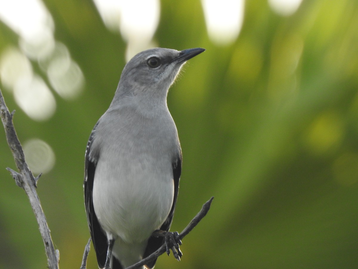 Tropikal Taklitçi - ML646659789