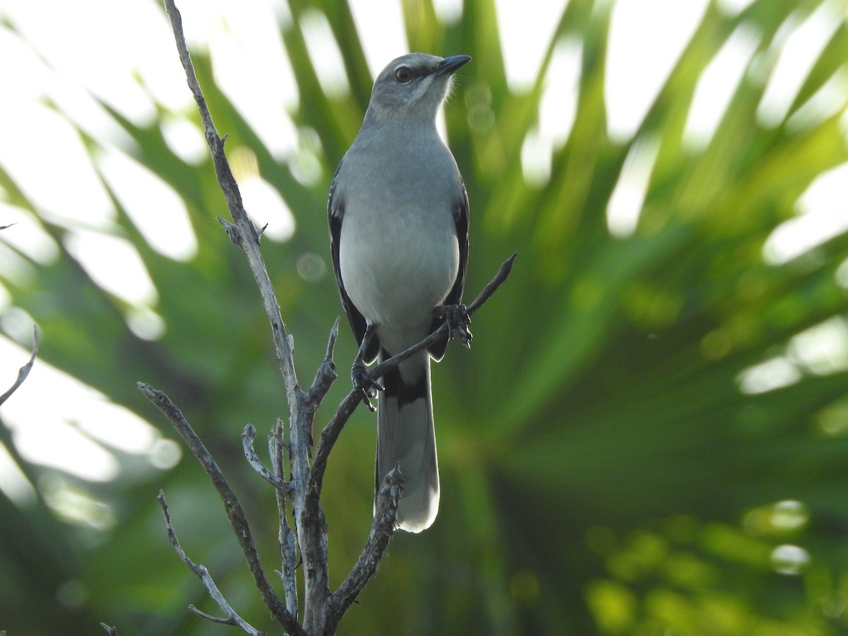 Tropikal Taklitçi - ML646659790