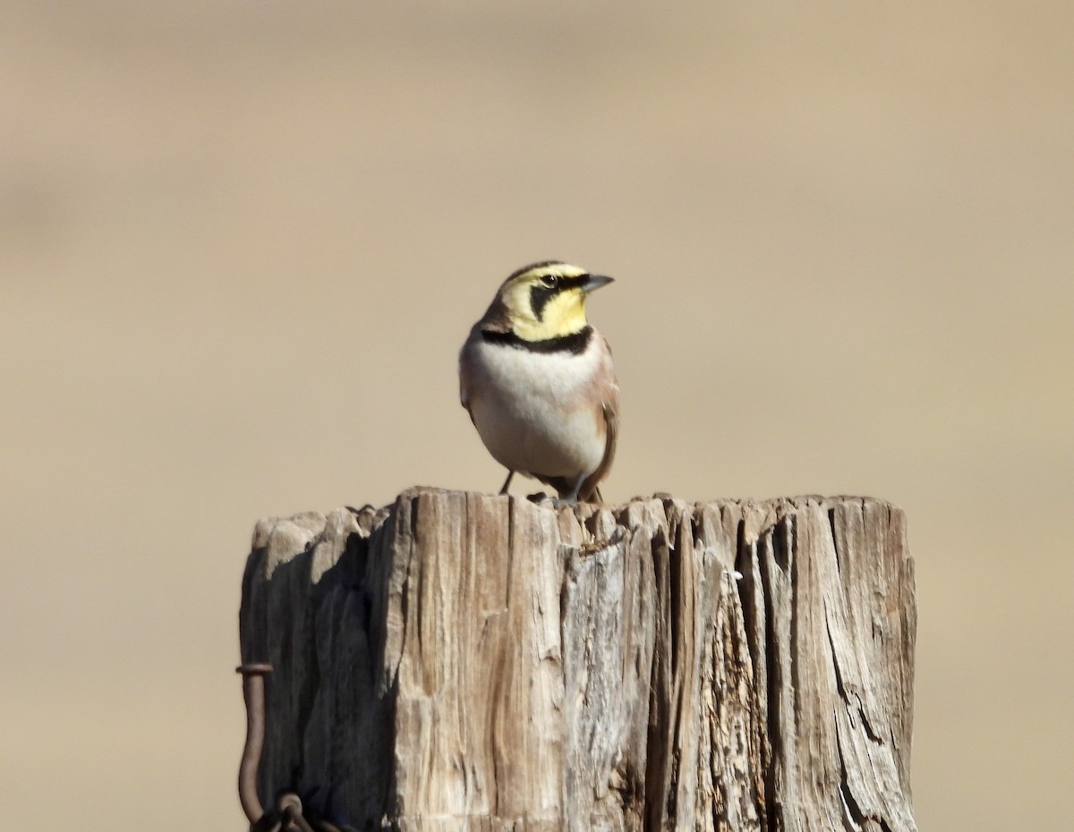 fjellerke - ML646659791