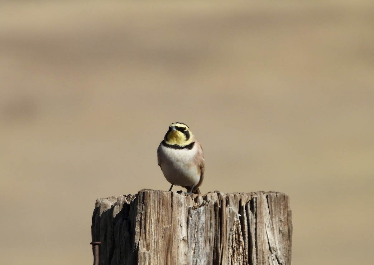 fjellerke - ML646659792