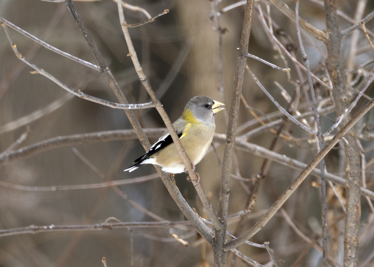 dlask žlutočelý - ML646659793