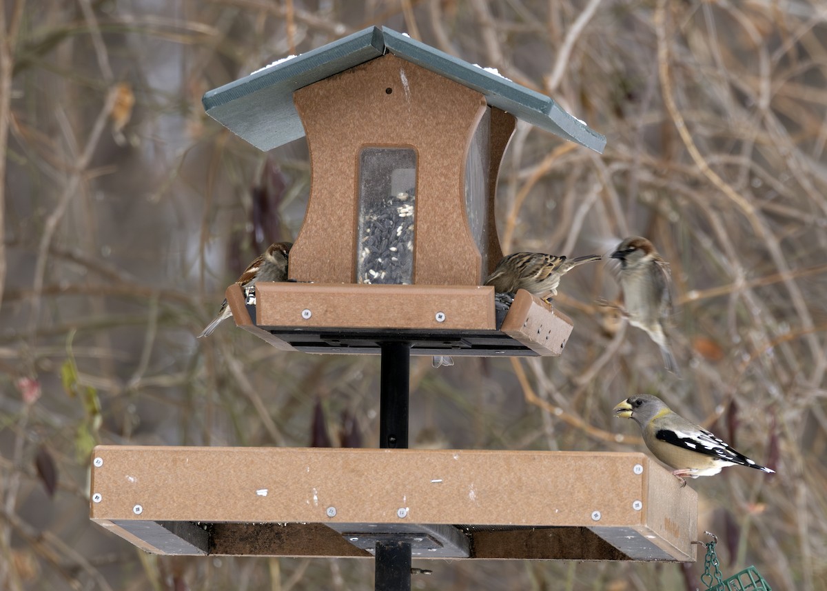 dlask žlutočelý - ML646659794