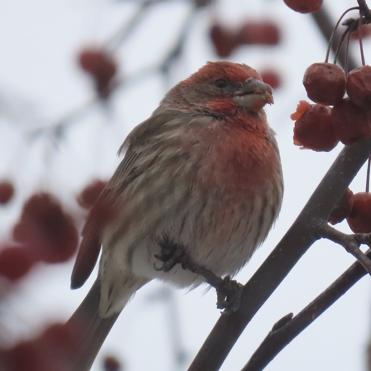 House Finch - ML646659795