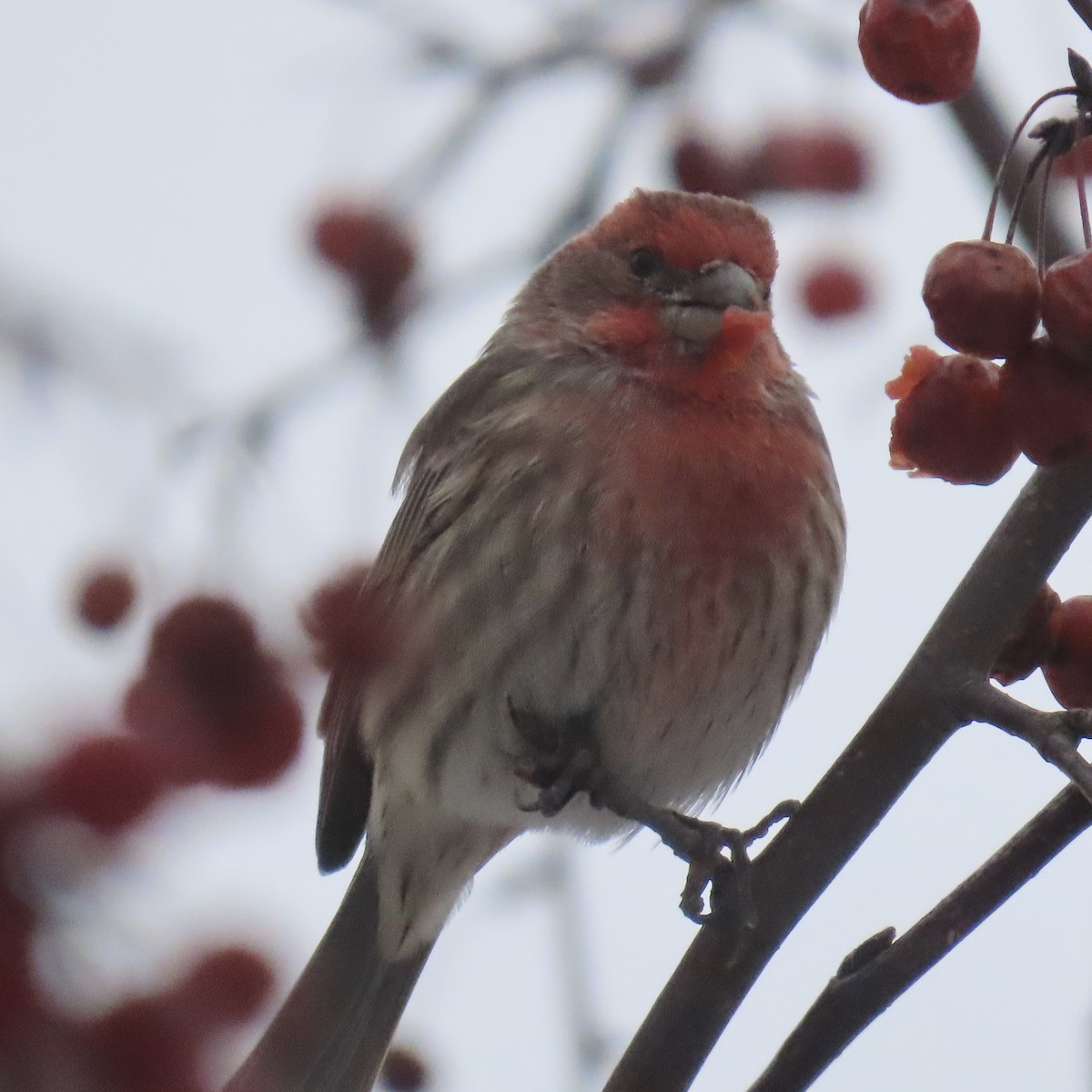 House Finch - ML646659797