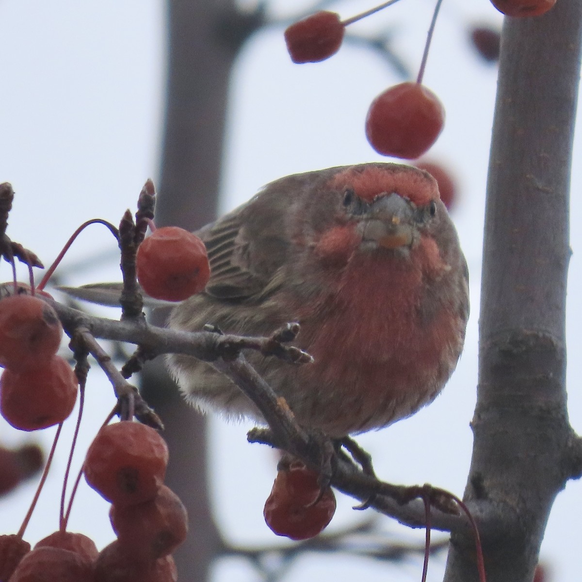House Finch - ML646659798