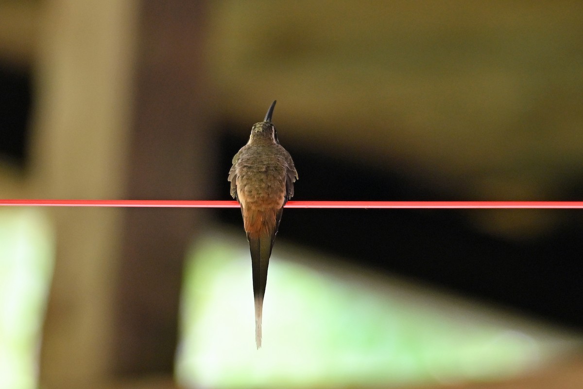 Ermite d'Auguste - ML646659800