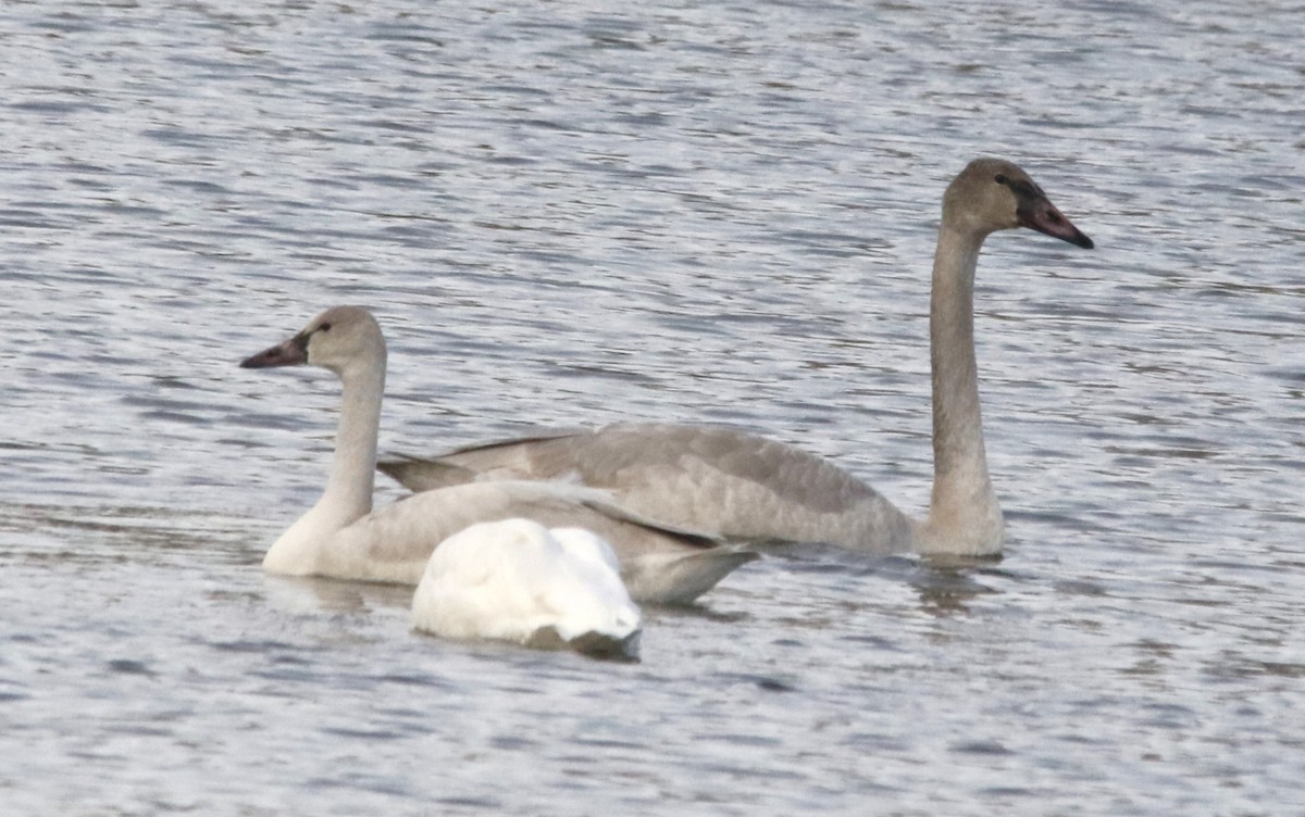 ברבור אמריקני - ML646659803