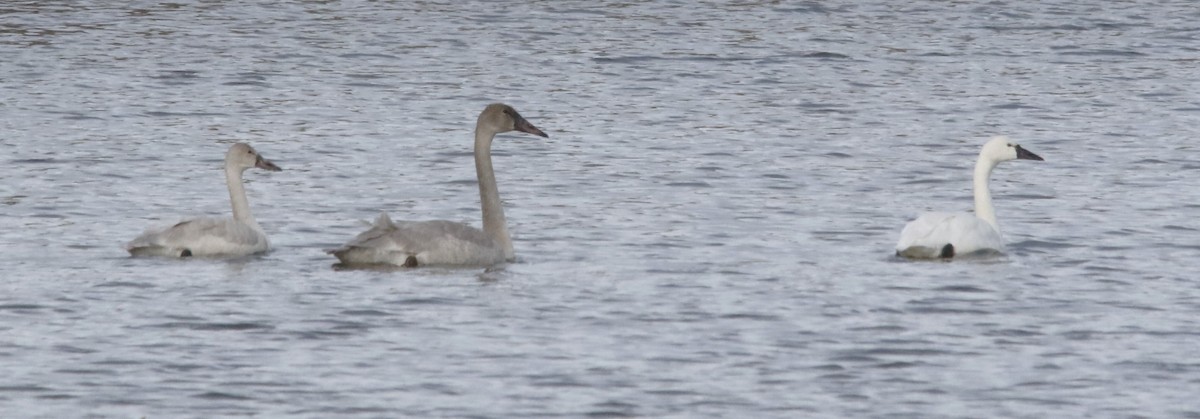 ברבור אמריקני - ML646659804