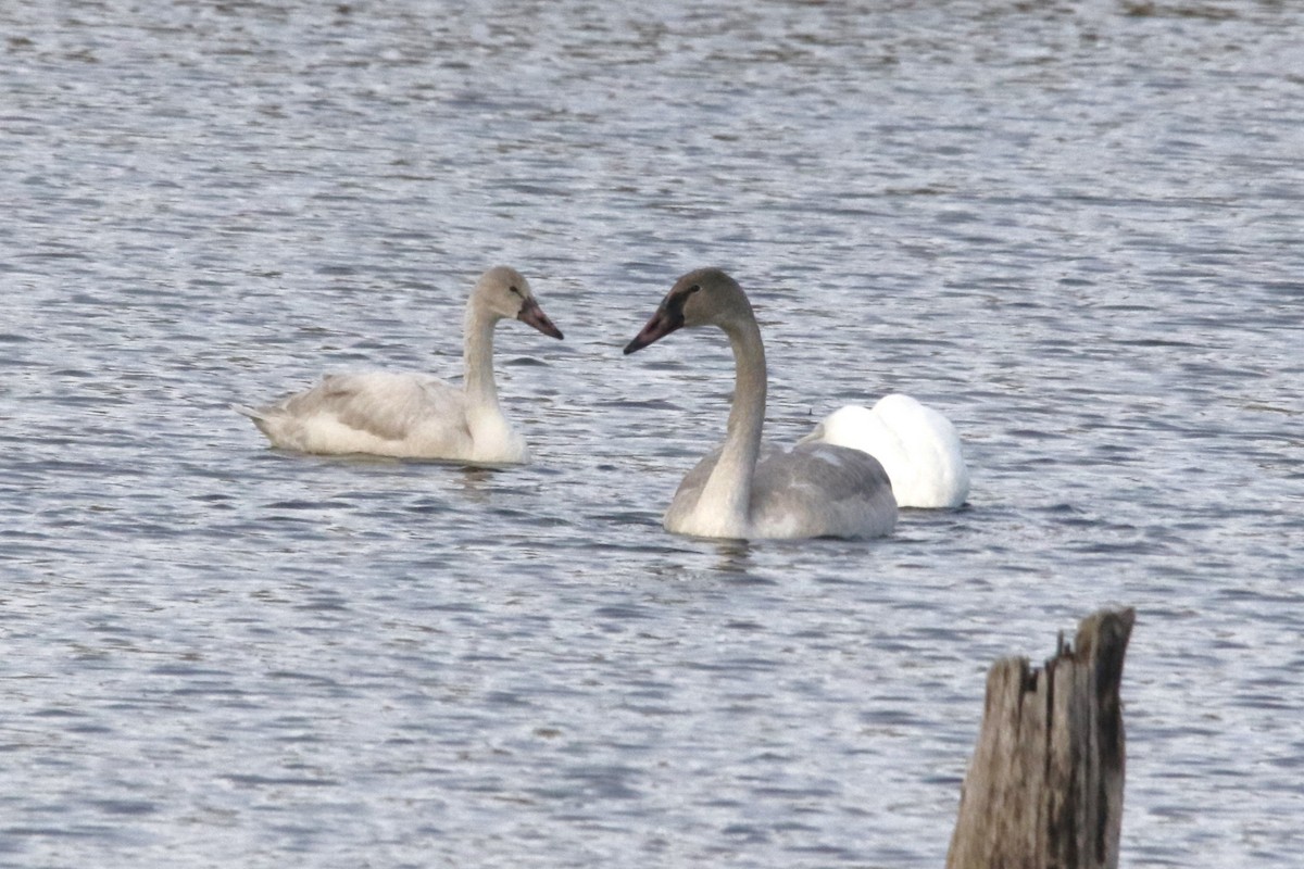 ברבור אמריקני - ML646659805