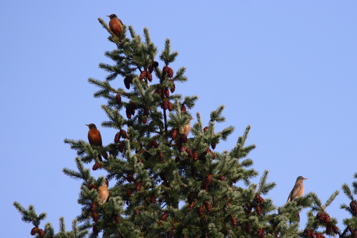 コマツグミ - ML646659806