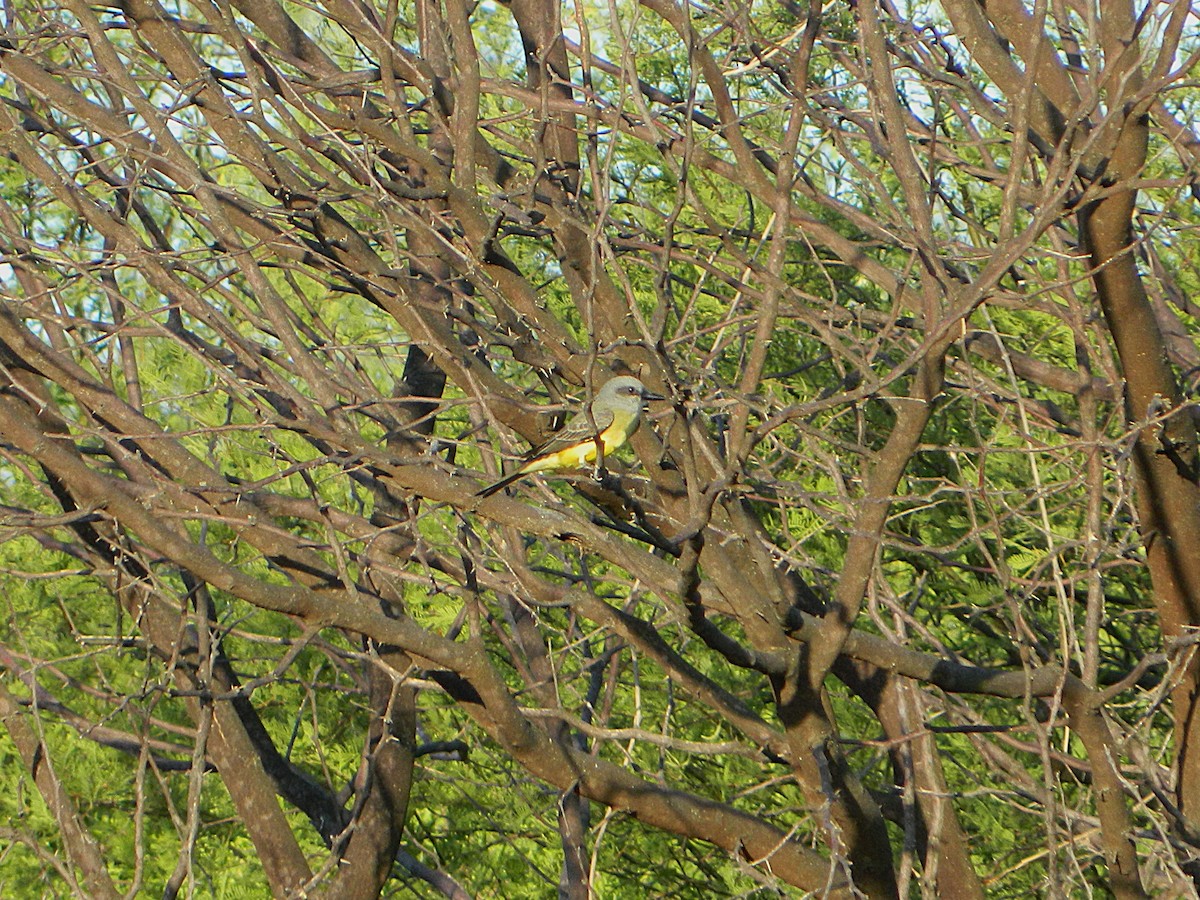 Tropical Kingbird - ML646659808