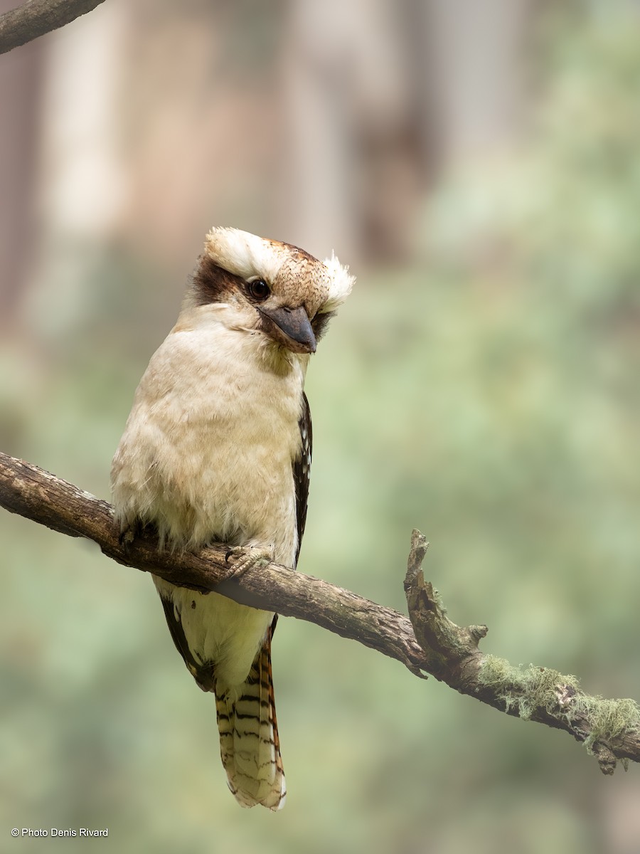 Laughing Kookaburra - ML646659812