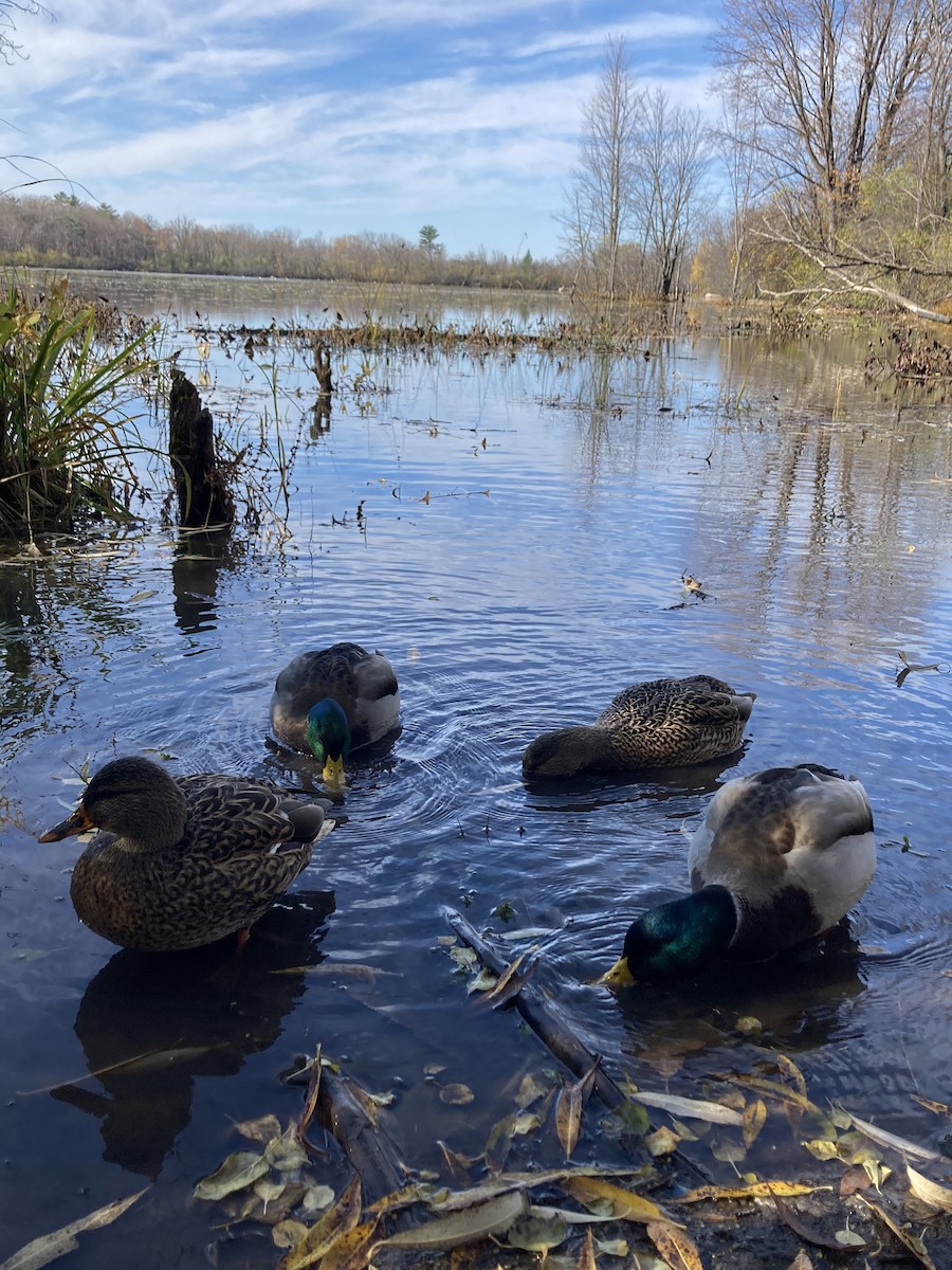 Mallard - ML646659813