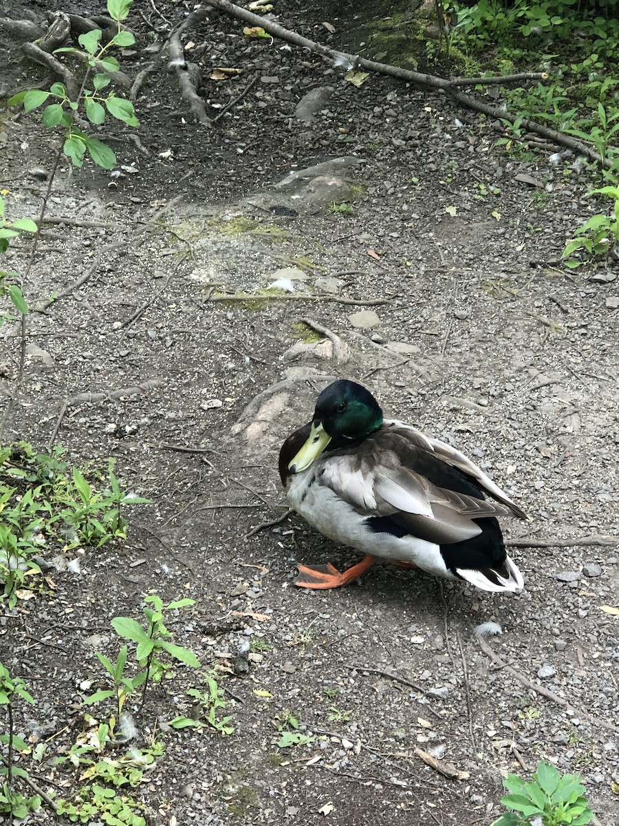 Mallard - ML646659814