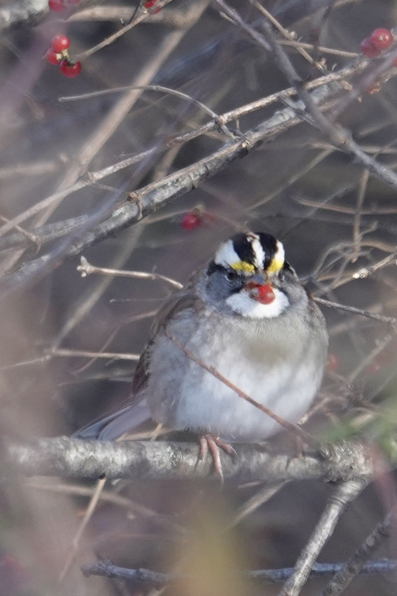 Weißkehlammer - ML646659816