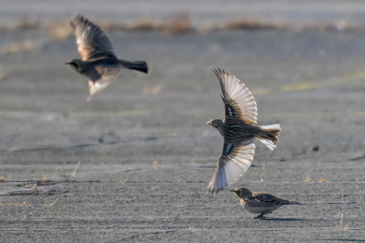 Chestnut-collared Longspur - ML646659817