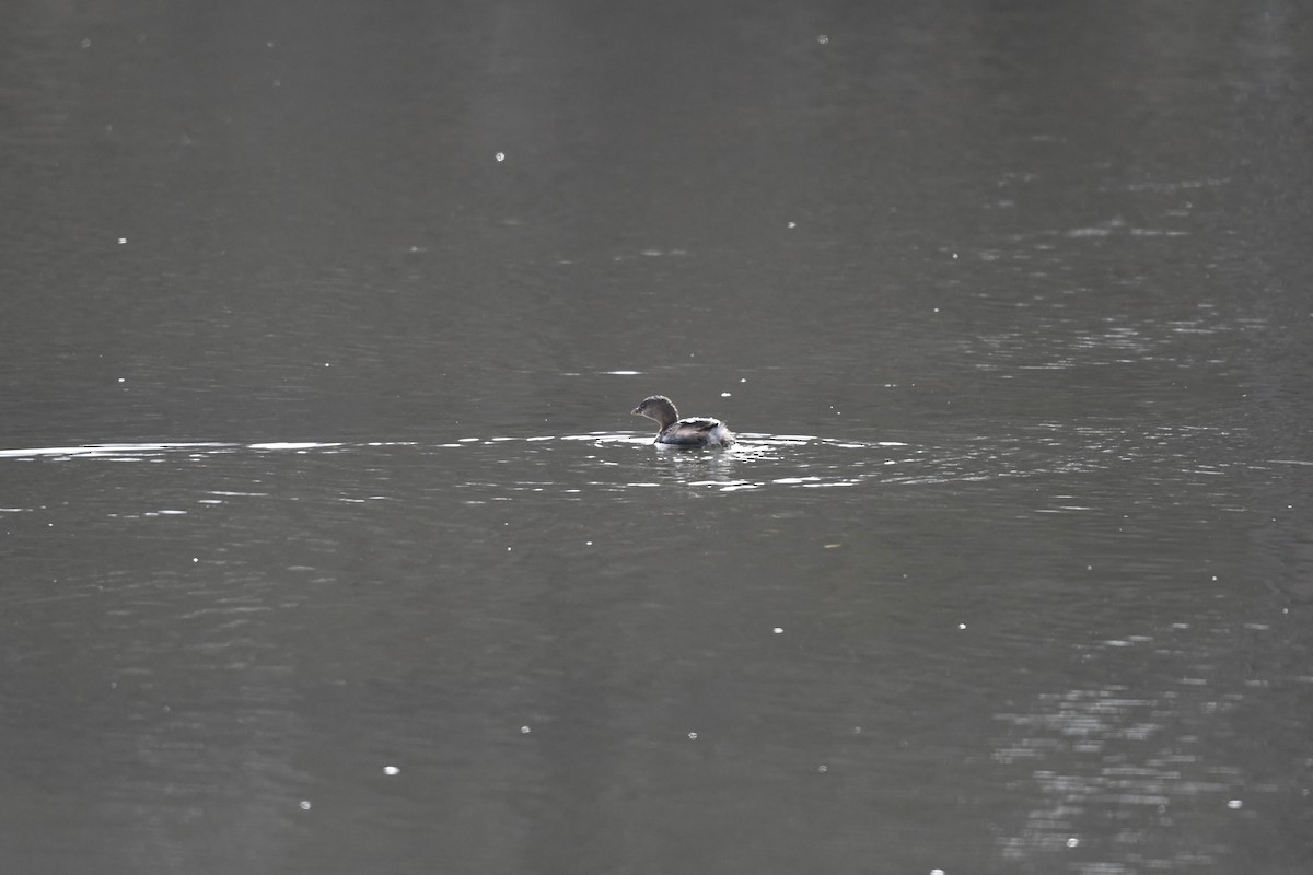 Pied-billed Grebe - ML646659818