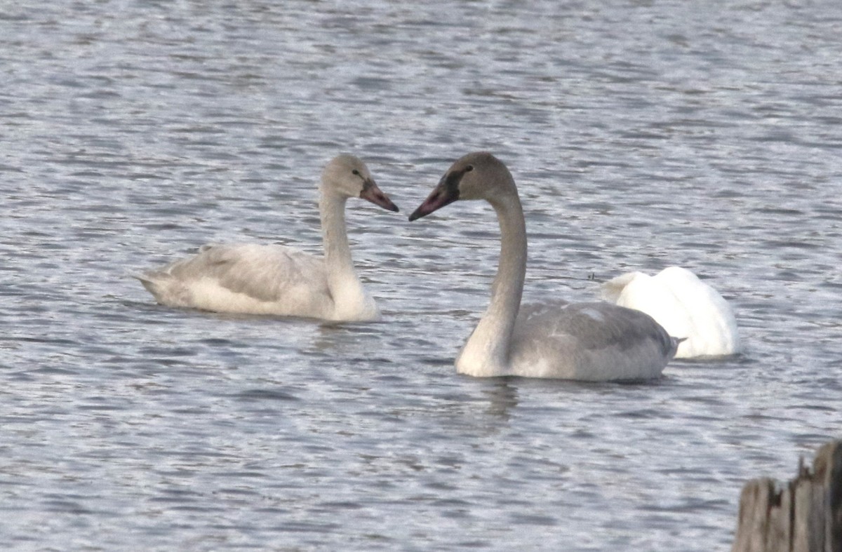 ברבור קטן - ML646659819
