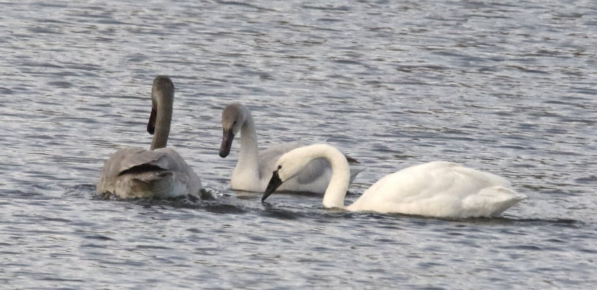ברבור קטן - ML646659820