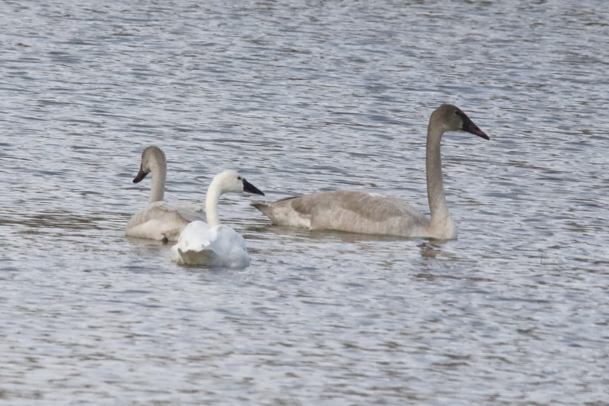ברבור קטן - ML646659821