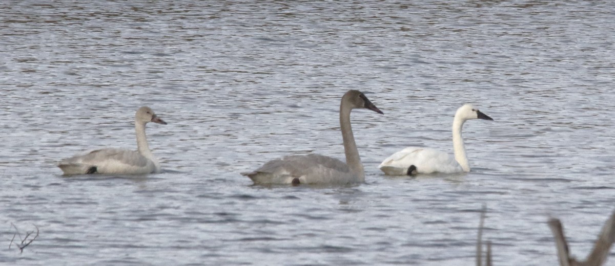 ברבור קטן - ML646659822