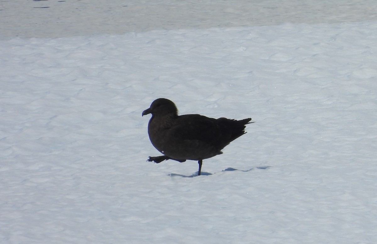 South Polar Skua - ML646659826