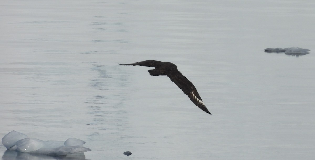 South Polar Skua - ML646659827