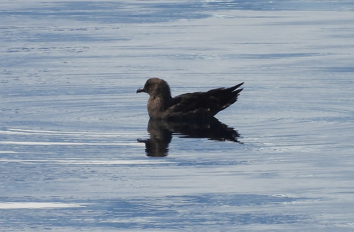 South Polar Skua - ML646659828