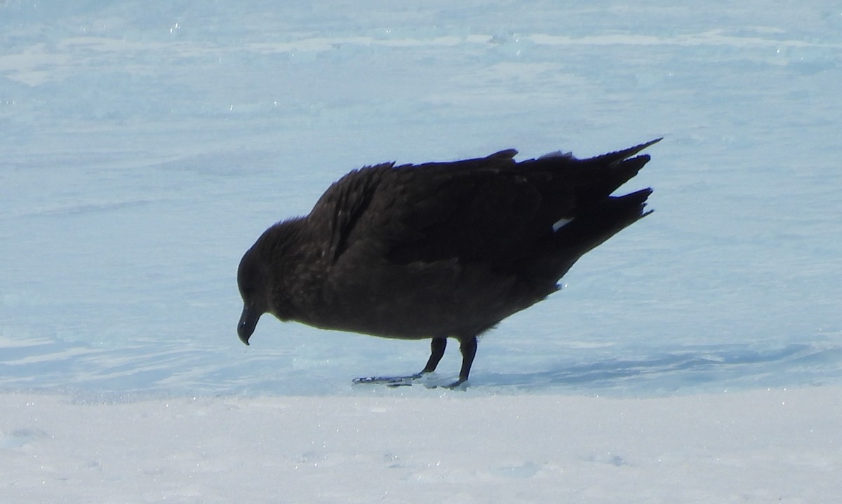 South Polar Skua - ML646659829