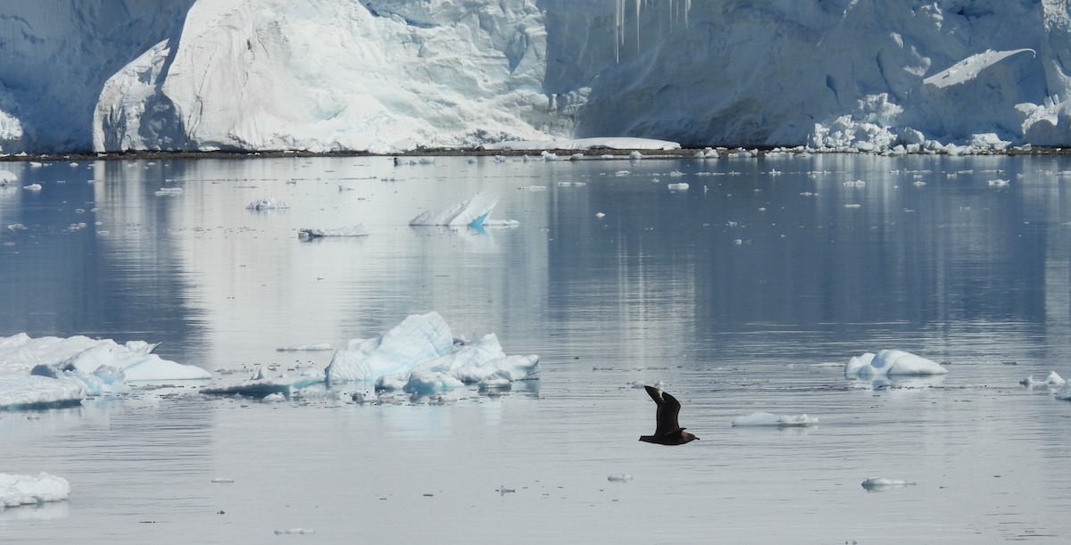 South Polar Skua - ML646659830