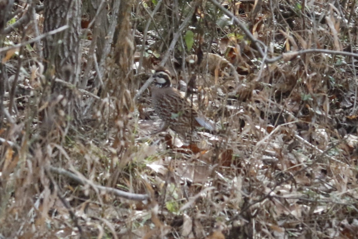 שליו אמריקני - ML646659850