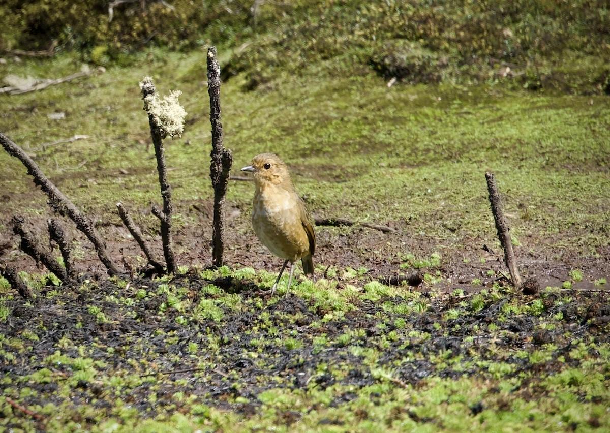 Ockerwangen-Ameisenpitta - ML646659851