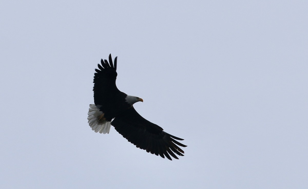 Bald Eagle - ML646659852
