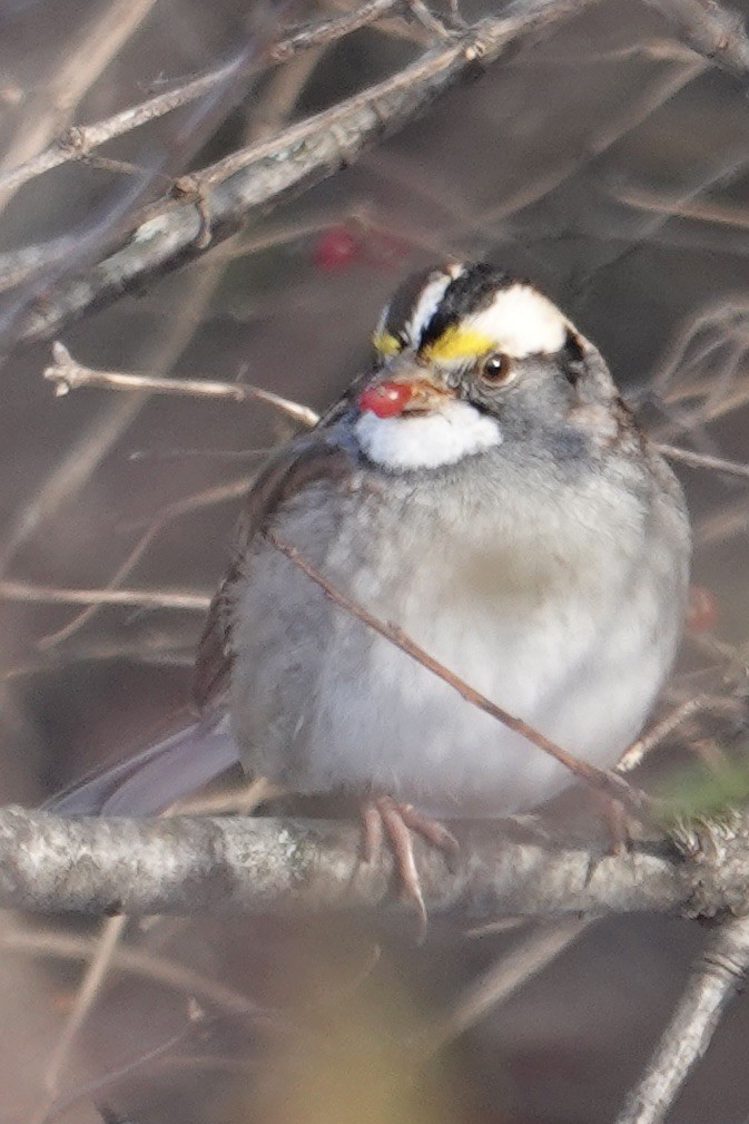 Weißkehlammer - ML646659853