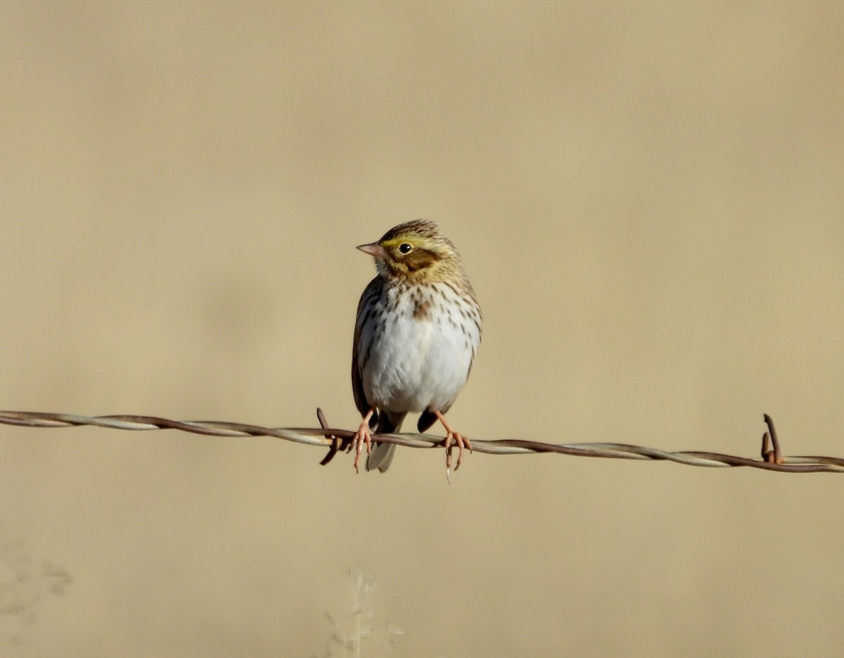 Пасовник савановий - ML646659855