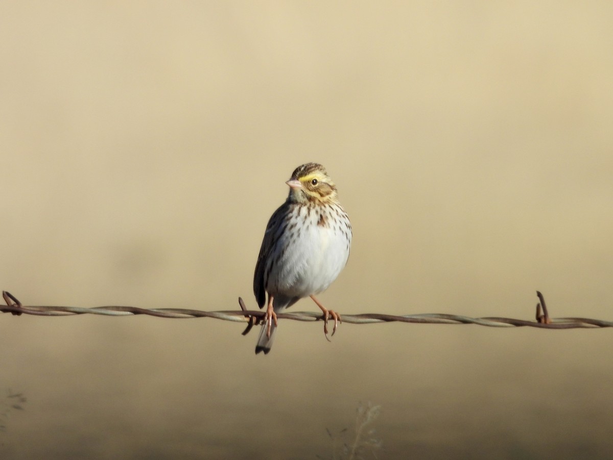 Пасовник савановий - ML646659856