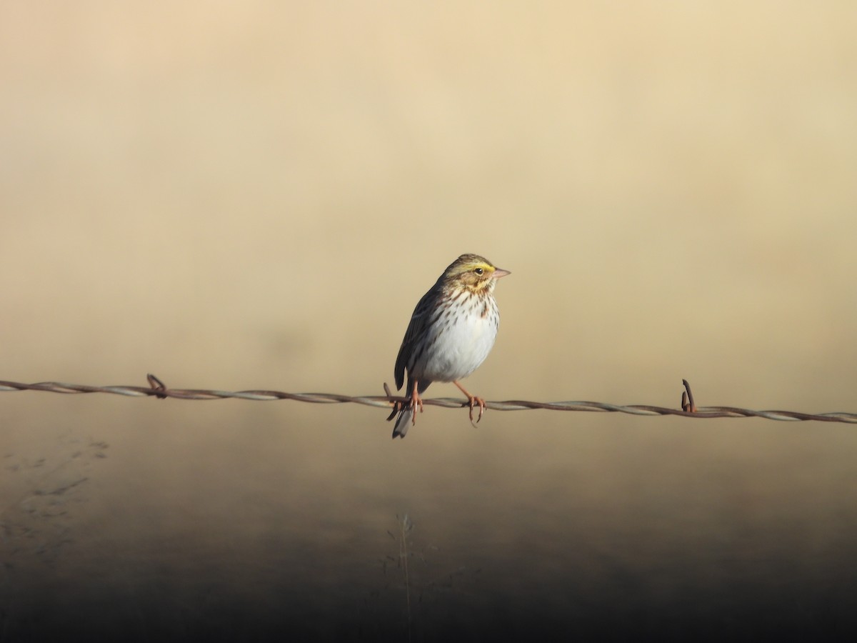 Пасовник савановий - ML646659857