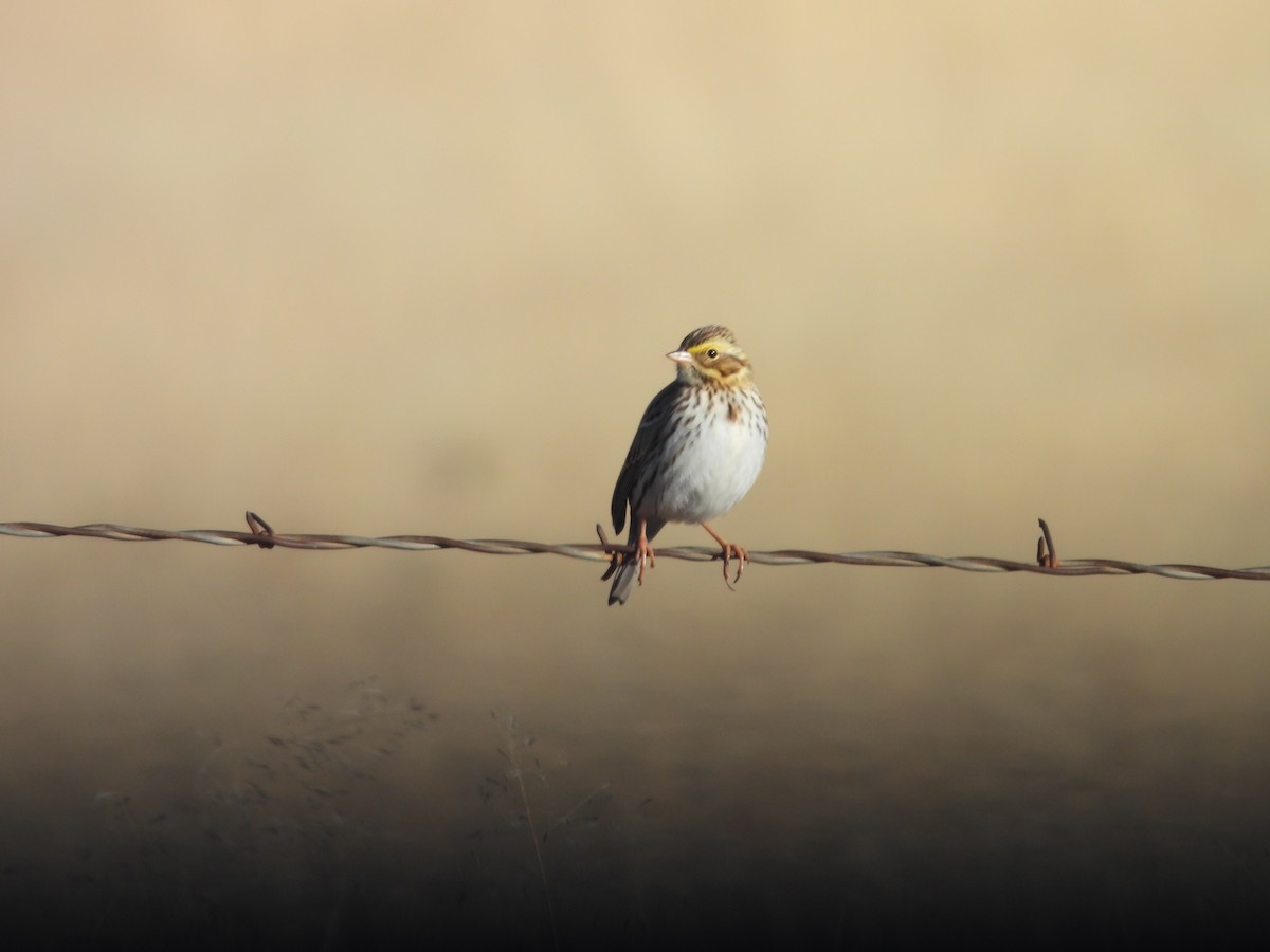 Пасовник савановий - ML646659858