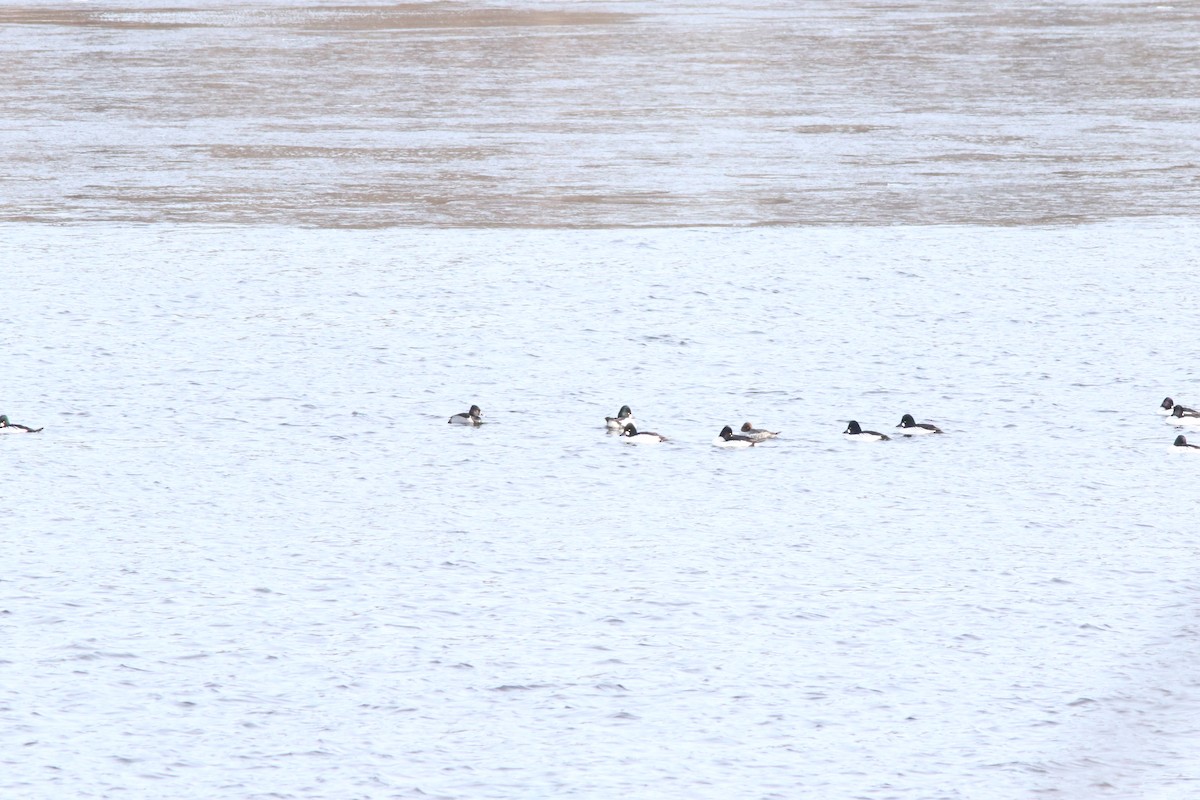 Porrón Acollarado - ML646659859