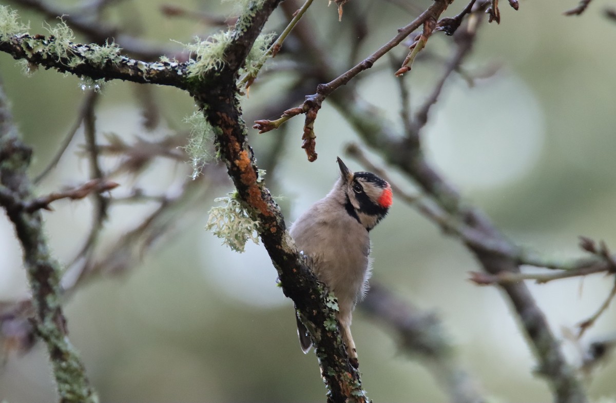 セジロコゲラ - ML646659861
