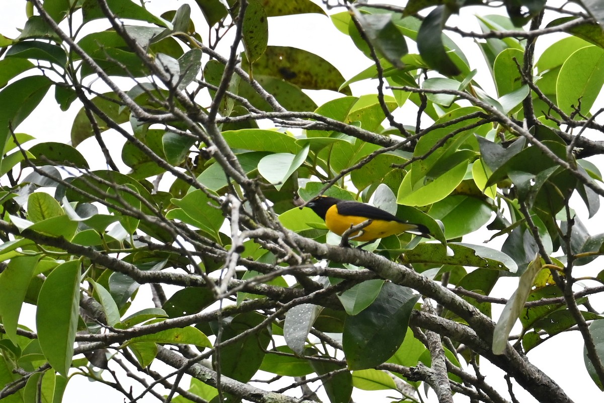 Organiste chlorotique - ML646659863