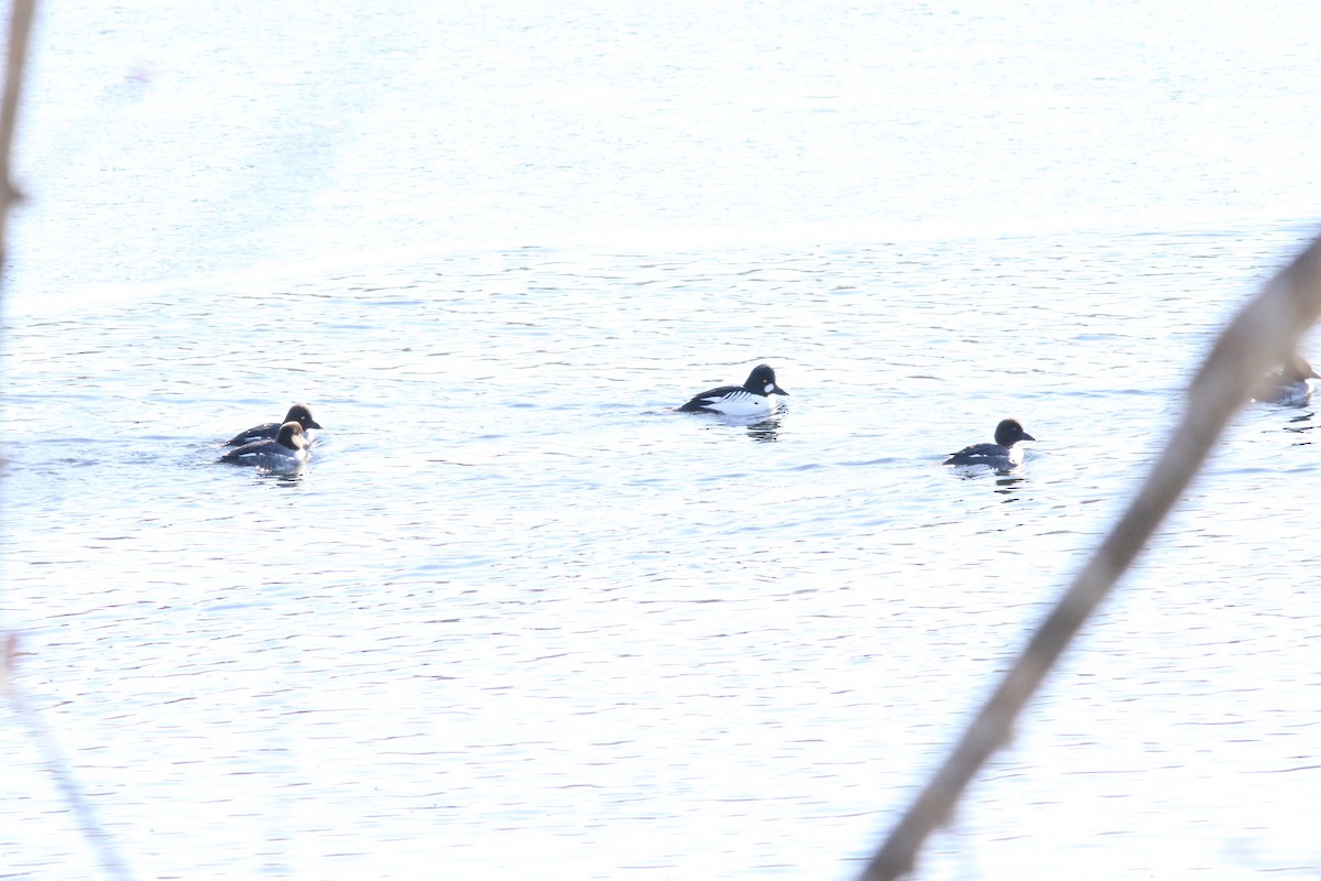 Porrón Osculado - ML646659865