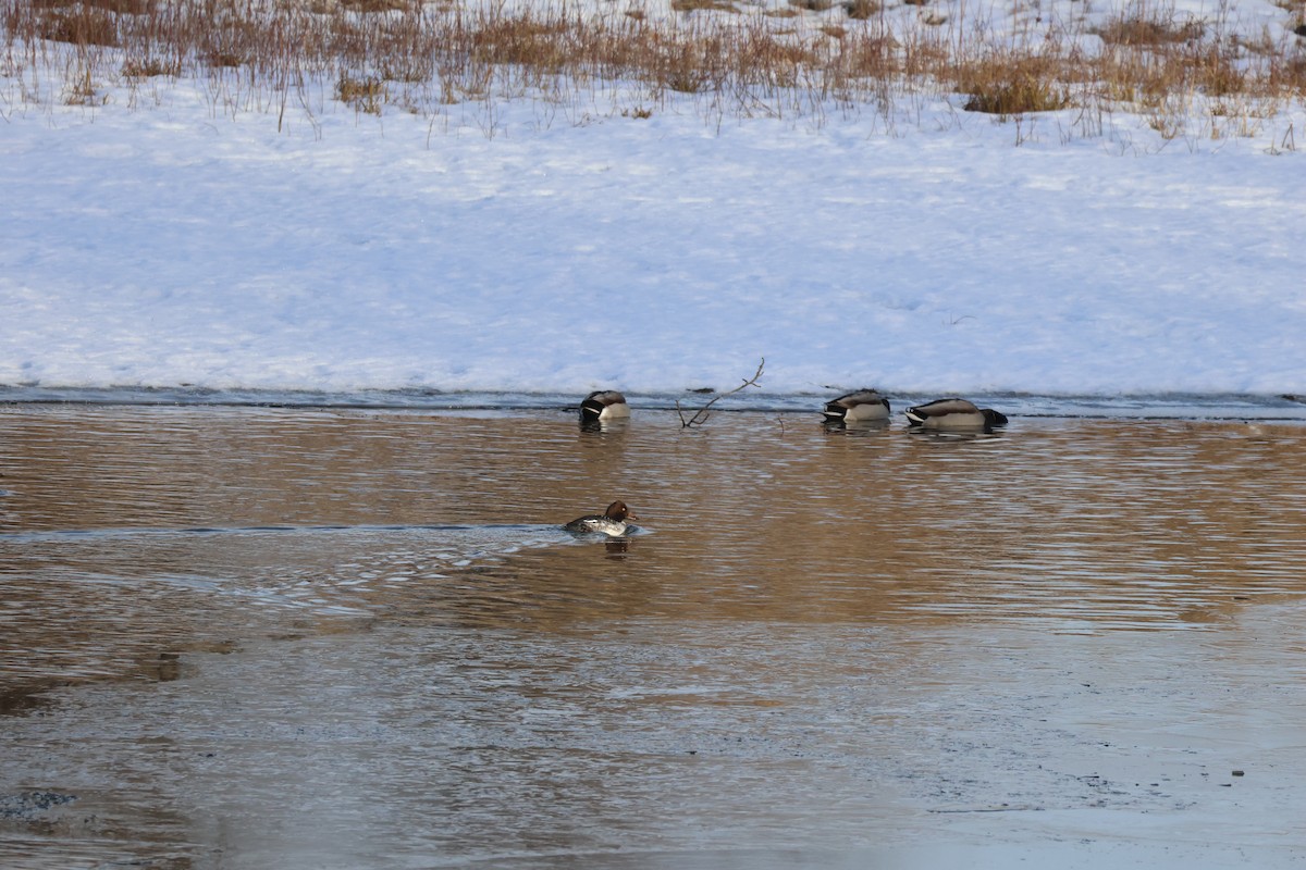 Common Goldeneye - ML646659868