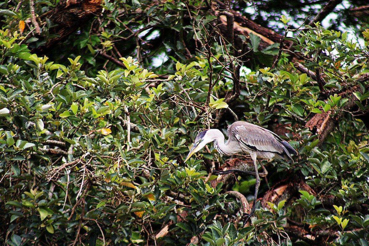 Cocoi Heron - ML646659869