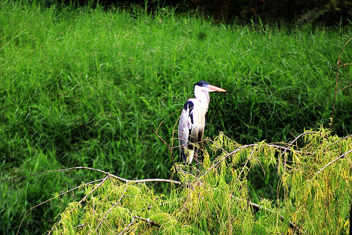 Cocoi Heron - ML646659870