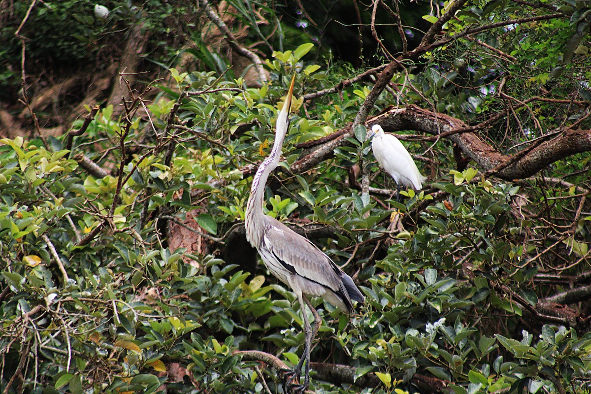 Cocoi Heron - ML646659871